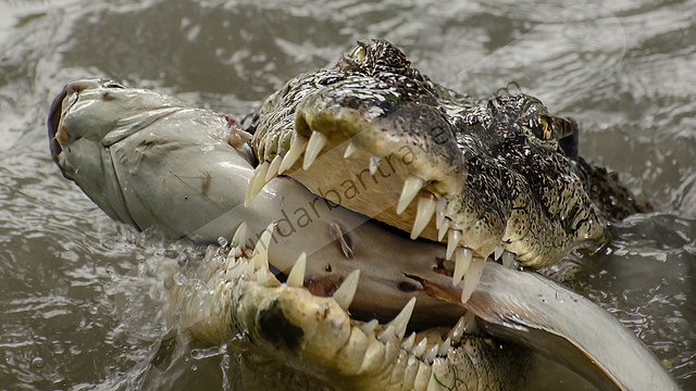 Sundarban-Tourism