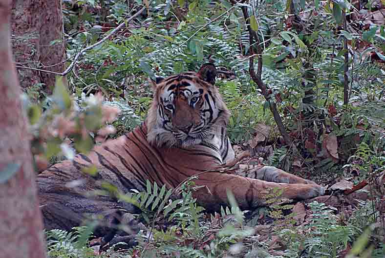 Sunderban-tourism