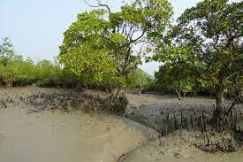 sundarban_solo_traveler