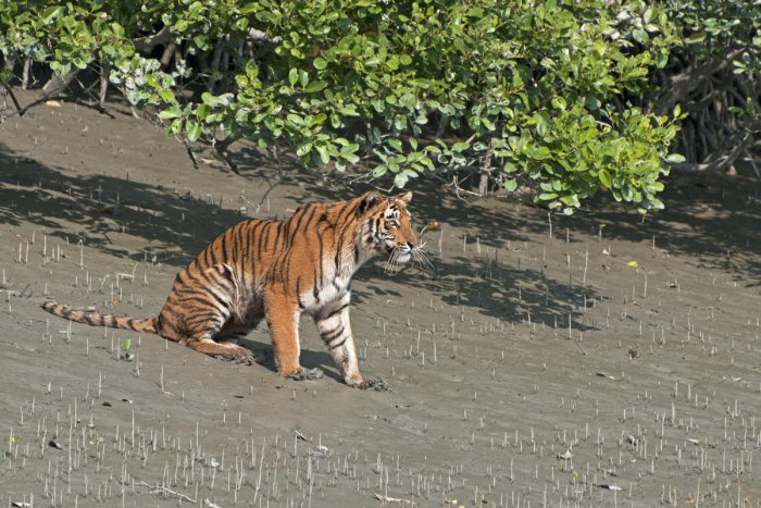 How Royal Bengal Tiger Is Important For Sundarbans Mangrove Forest [2023] -  Sundarbans JFMC