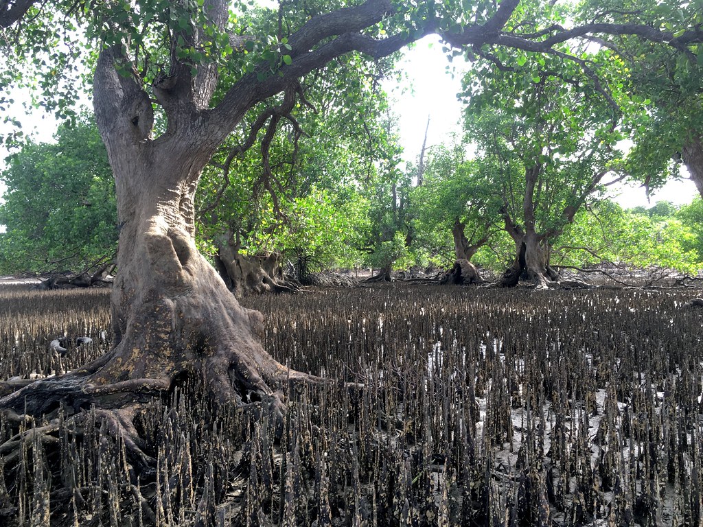 Sundarban-trip