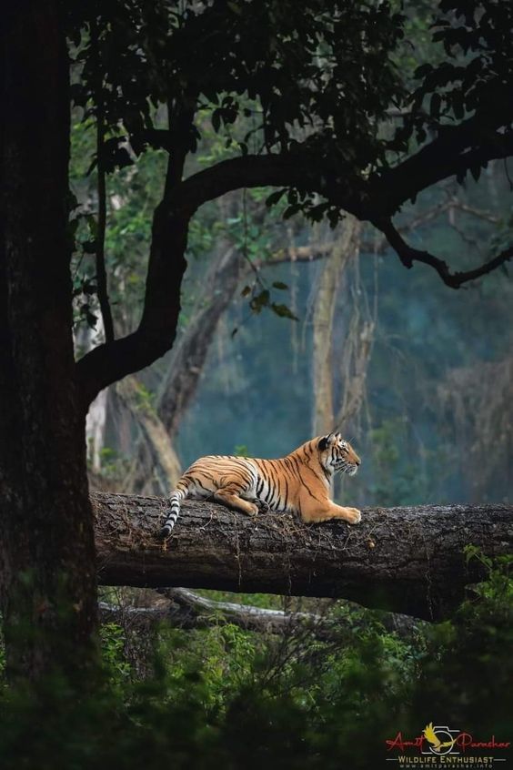 Sundarban-adventure-tour