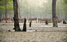 Winter-Sundarban-tour-package