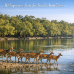 10 Important Facts for Sundarban Tour