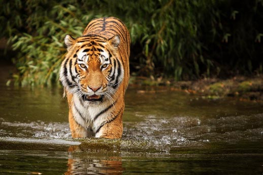 Sundarban Travel Tiger