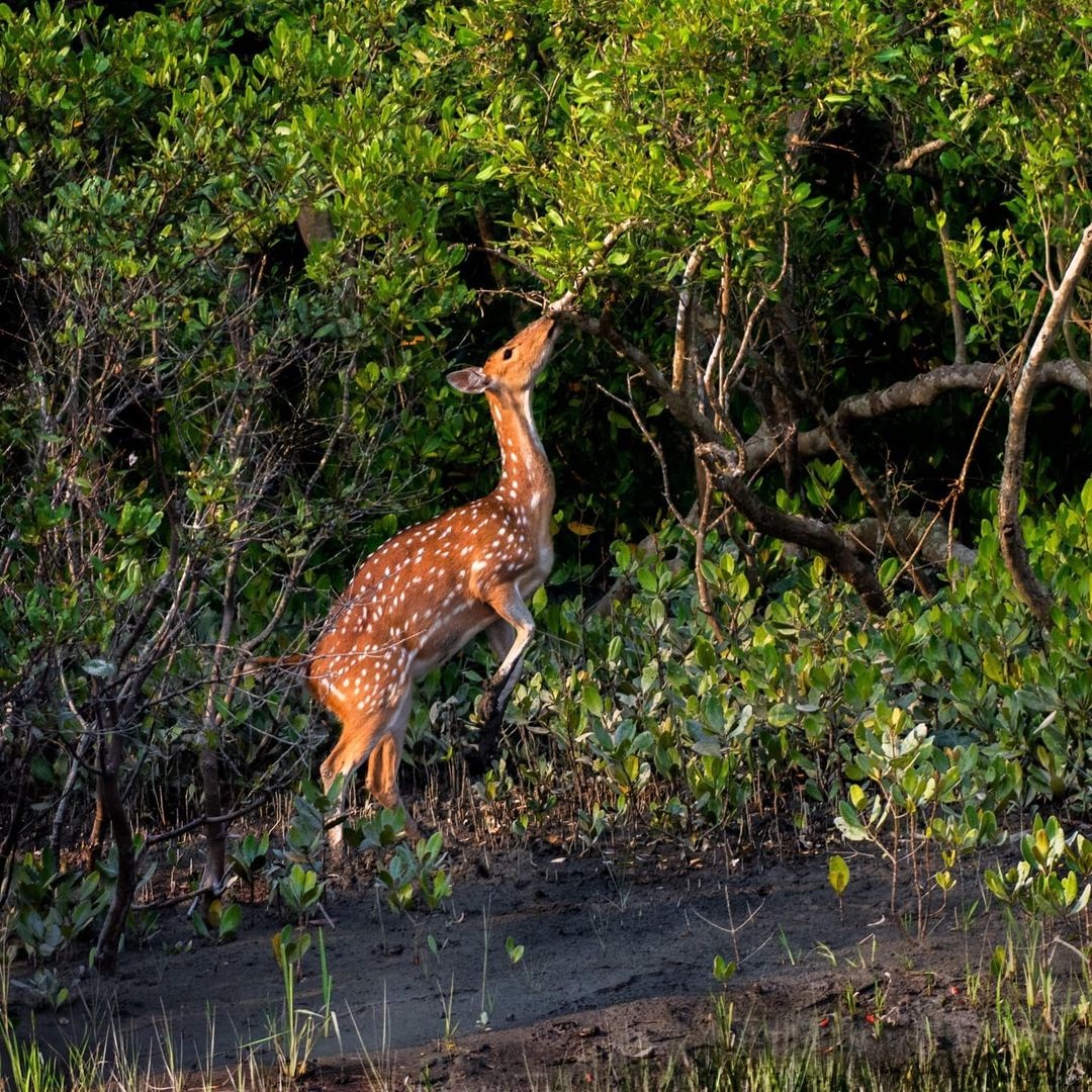 Sundarban Tour Package