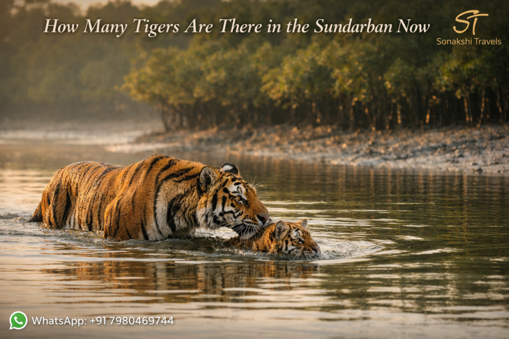What Is a Sundarban Private Tour