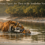 What Is a Sundarban Private Tour