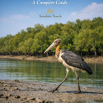 How Can I Reach Sundarban from Kolkata