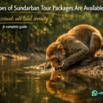 What Types of Sundarban Tour Packages Are Available?