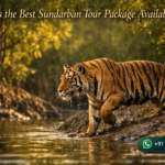 What is the Best Sundarban Tour Package Available