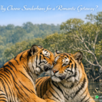 Why Choose Sundarbans for a Romantic Getaway