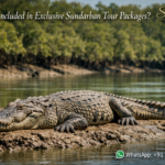 crocodile in Sundarban