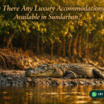 Are There Any Luxury Accommodations Available in Sundarban