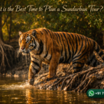What is the Best Time to Plan a Sundarban Tour