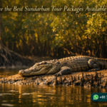 What Are the Best Sundarban Tour Packages Available