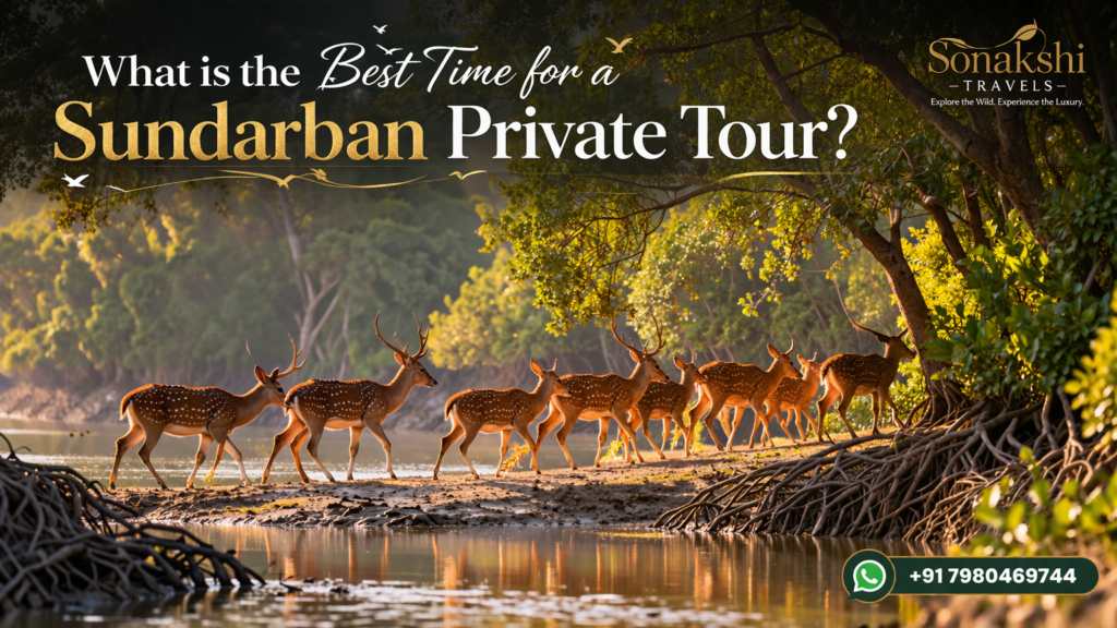 What is the Best Time for a Sundarban Private Tour