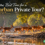 What is the Best Time for a Sundarban Private Tour