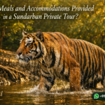 Are Meals and Accommodations Provided in a Sundarban Private Tour?