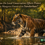 How Do Local Conservation Efforts Protect the Mangrove Forests of the Sundarban?