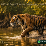 What wildlife can I expect to see on a Sundarban private tour