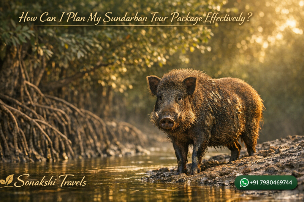 How Can I Plan My Sundarban Tour Package Effectively