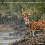 How Can I Reach Sundarbans for a Sundarban Private Tour
