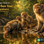 Inside the Hidden World of a Sundarban Tour Adventure