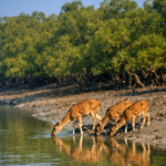 In the Sundarban Tour, Fog Carries Secrets the Forest Won’t Tell