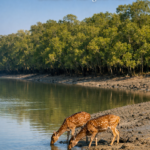 When your heart needs silence but your soul needs song—Sundarban Tour gives both
