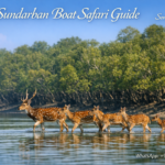 Sundarban Boat Safari Guide