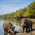 Sundarban wild boars