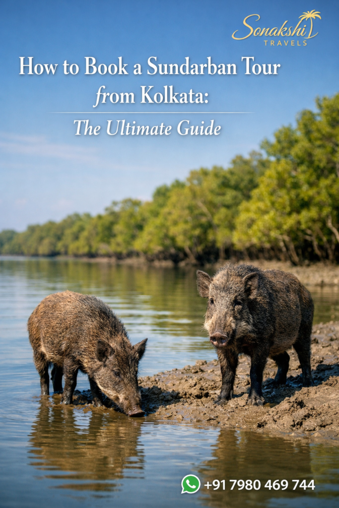 Sundarban wild boars