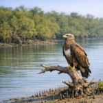 Your Journey Begins with a Sundarban Tour Package