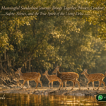 How a Meaningful Sundarban Journey Brings Together Privacy, Comfort, Safety, Silence, and the True Spirit of the Living Delta