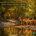 How a Sundarban Tour Becomes a Journey of Experience, Privacy, Solitude, and Inner Renewal