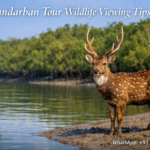 Sundarban Tour Wildlife Viewing Tips