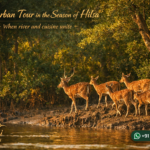 Sundarban Tour in the Season of Hilsa - When river and cuisine unite