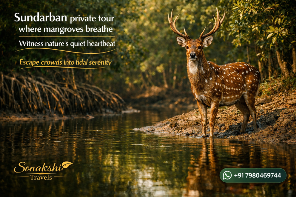 Sundarban private tour where mangroves breathe