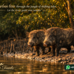 Sundarban tour through the jungle of shifting tides