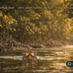 Sundarban tour — where silence watches you back