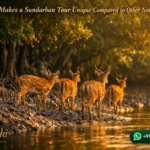What Makes a Sundarban Tour Unique Compared to Other Nature Trips