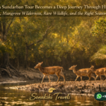 Why a Sundarban Tour Becomes a Deep Journey Through Hidden Creeks, Mangrove Wilderness, Rare Wildlife, and the Right Season