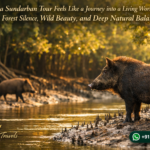 Why a Sundarban Tour Feels Like a Journey into a Living World of Water, Forest Silence, Wild Beauty, and Deep Natural Balance