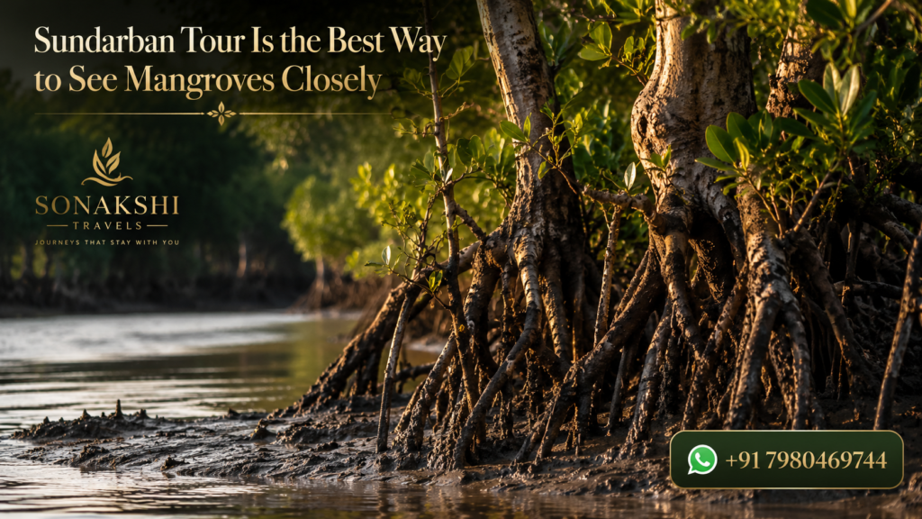 Sundarban Tour Is the Best Way to See Mangroves Closely