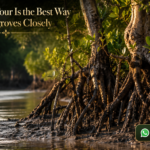 Sundarban Tour Is the Best Way to See Mangroves Closely