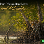 Sundarban Tour Offers a Rare Mix of Peace and Adventure