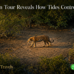 Sundarban Tour Reveals How Tides Control Daily Life