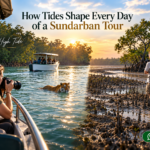 How Tides Shape Every Day of a Sundarban Tour