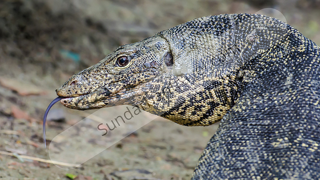 sundarban bangladesh tour